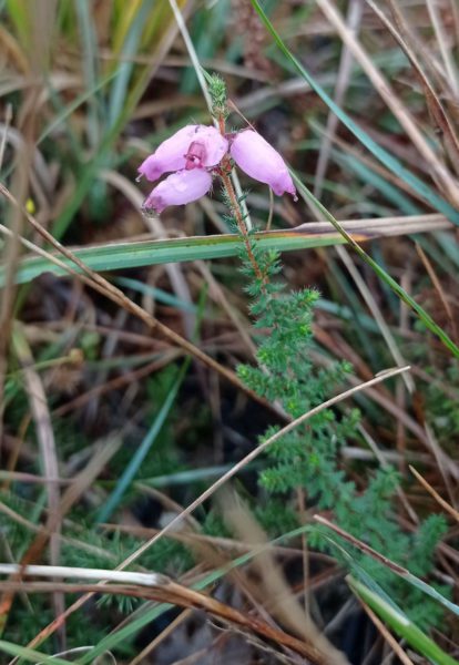 Bruyère ciliée