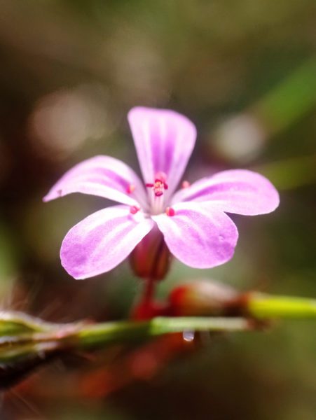Géranium Herbe à Robert
