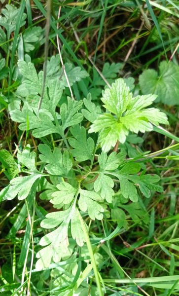 Géranium Herbe à Robert