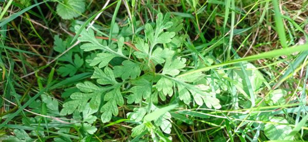 Géranium Herbe à Robert