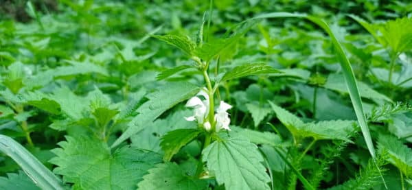 Lamier blanc