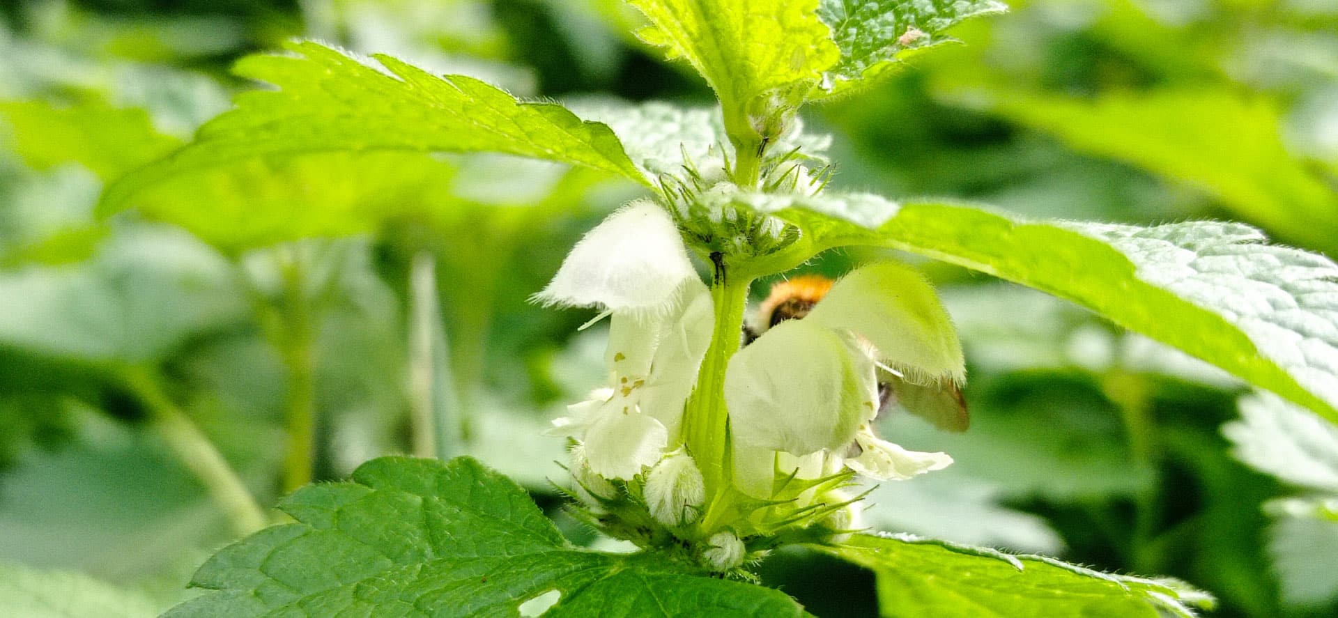 Lamier blanc