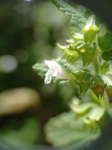 Mélisse officinale