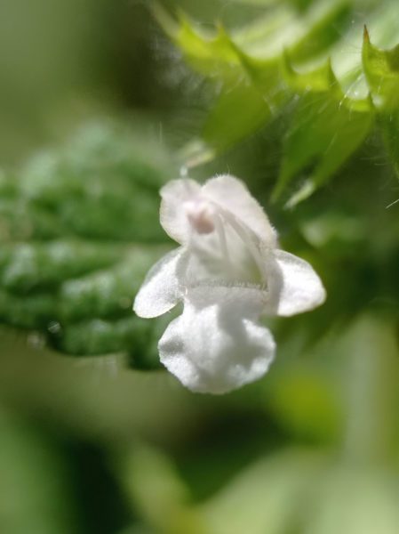 Mélisse officinale