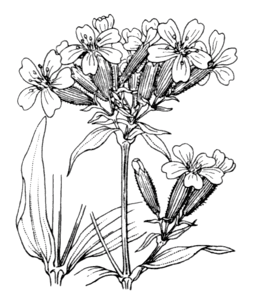 Saponaire officinale