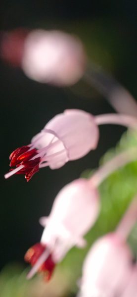 Bruyère multiflore