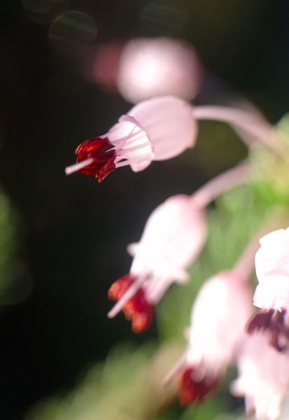 Bruyère multiflore