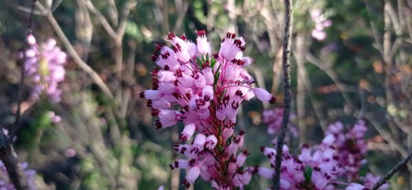 Bruyère multiflore
