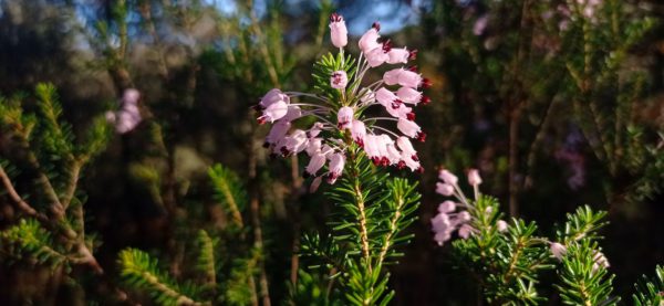 Bruyère multiflore