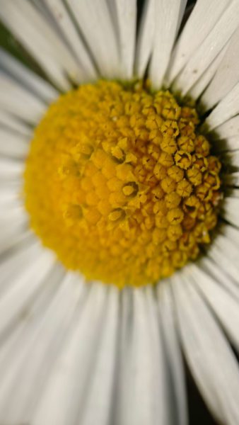 Pâquerette d&rsquo;Automne