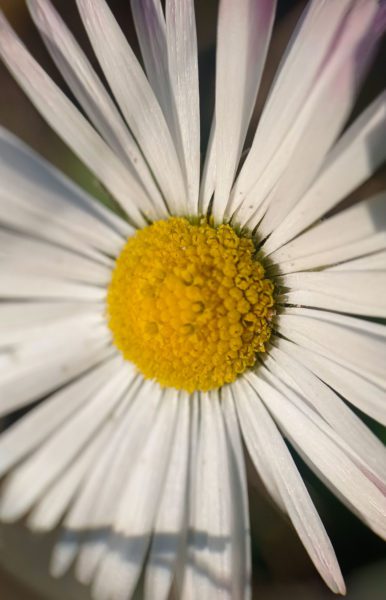 Pâquerette d&rsquo;Automne