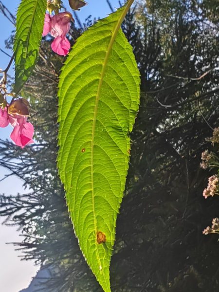 Balsamine de l&rsquo;Himalaya