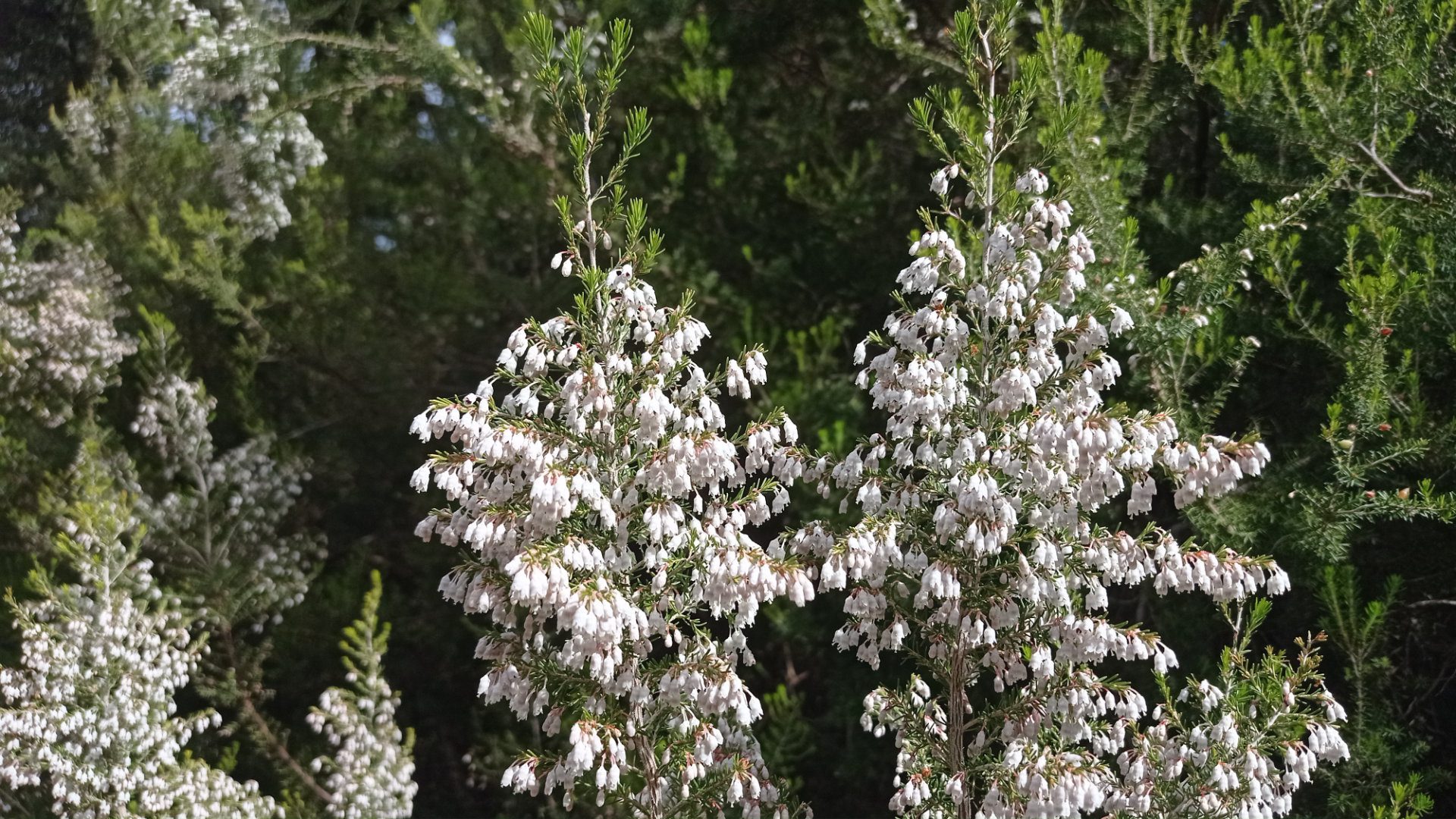 Bruyère arborescente