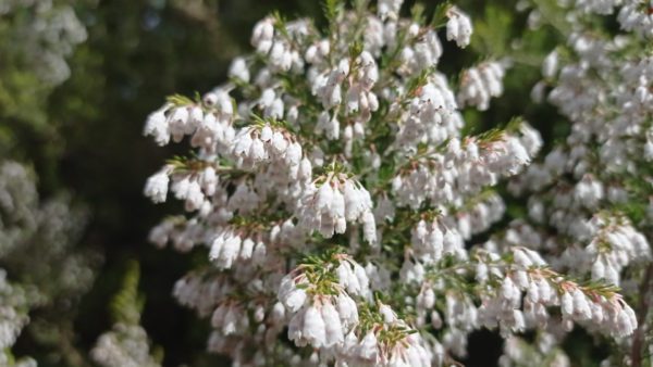 Bruyère arborescente