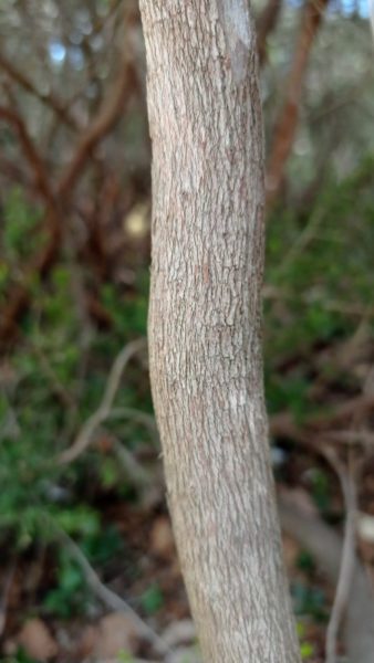 Bruyère arborescente
