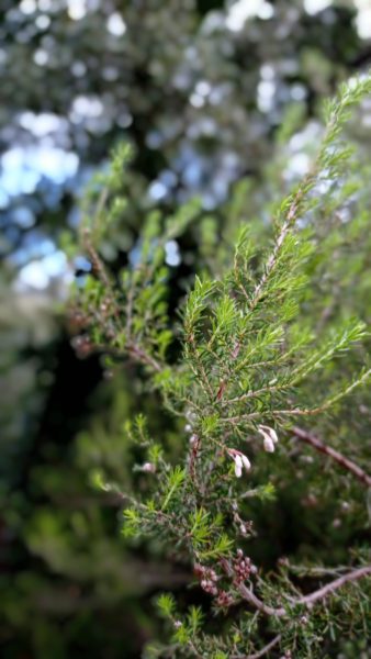 Bruyère arborescente