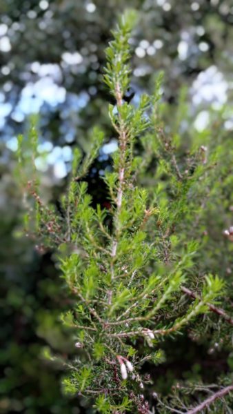 Bruyère arborescente