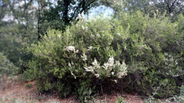 Bruyère arborescente