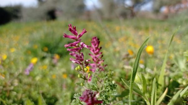 Fumeterre officinale