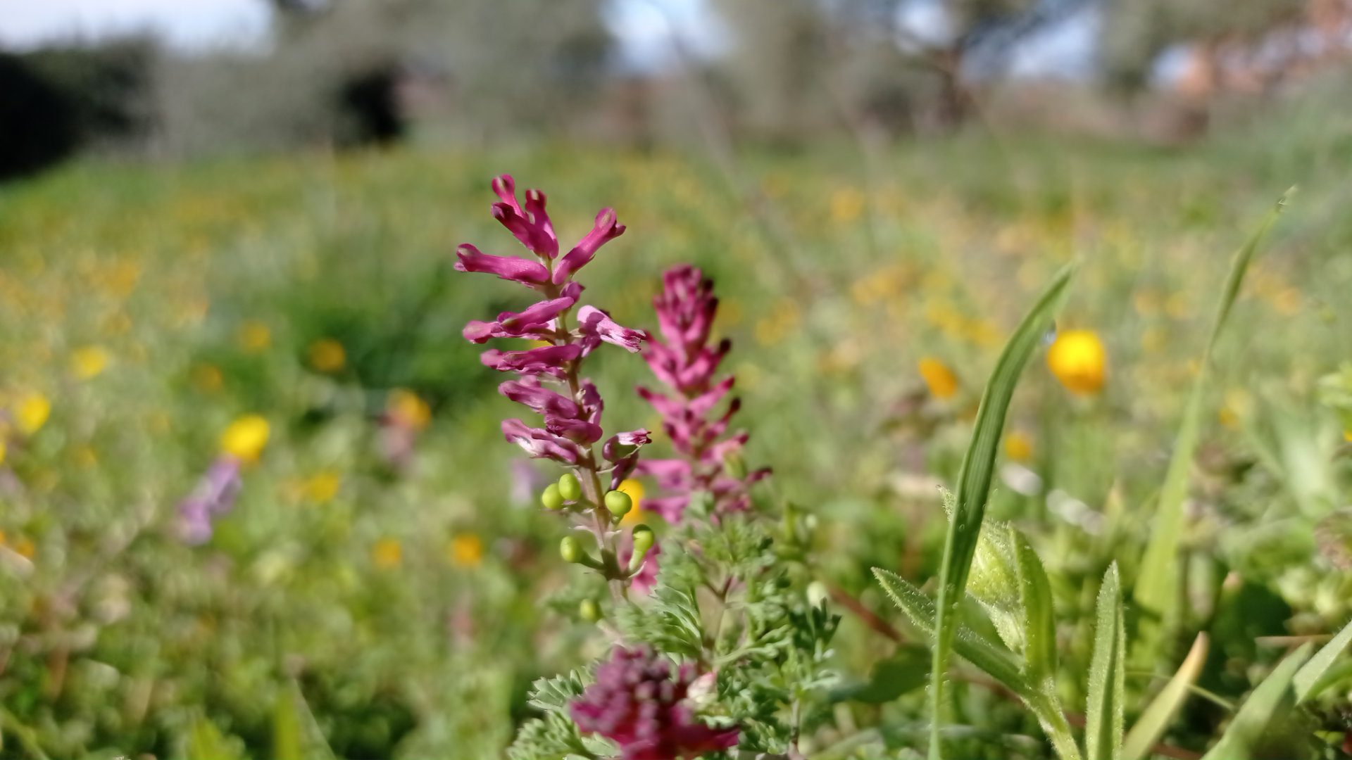 Fumeterre officinale