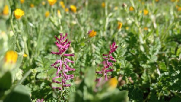 Fumeterre officinale
