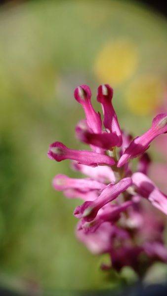 Fumeterre officinale