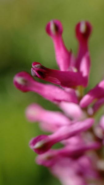 Fumeterre officinale