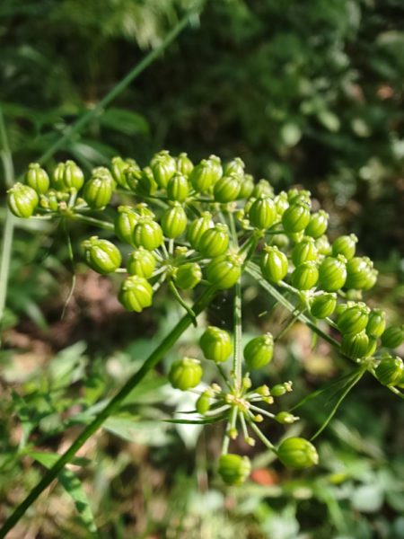 Petite ciguë