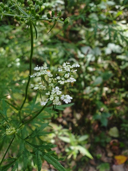 Petite ciguë