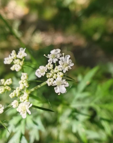 Petite ciguë