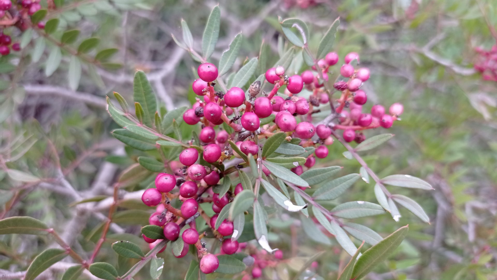 Pistachier lentisque