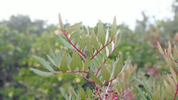 Pistachier lentisque