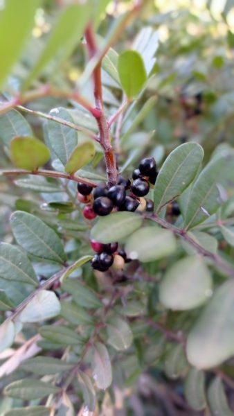 Pistachier lentisque