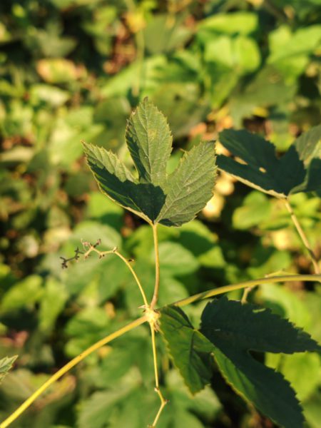 Houblon