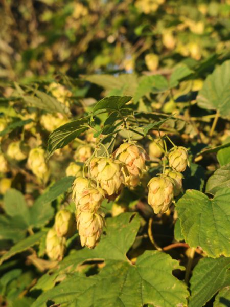 Houblon
