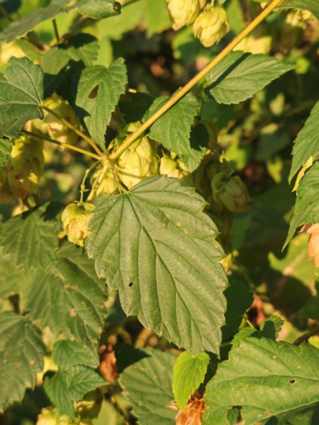 Houblon