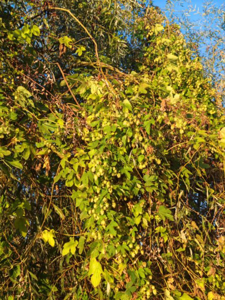 Houblon