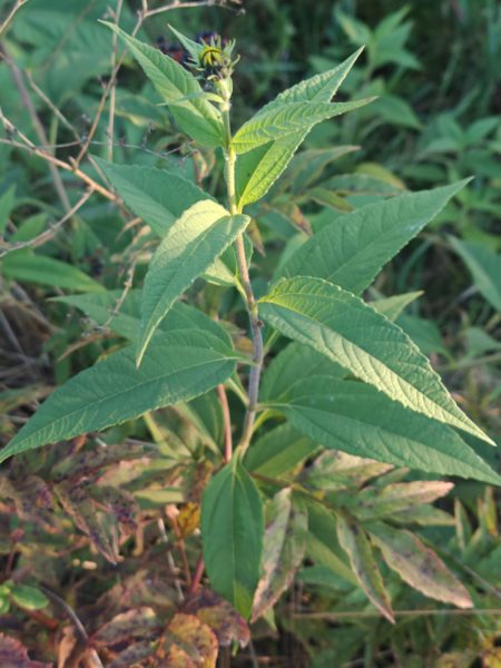 Topinambour