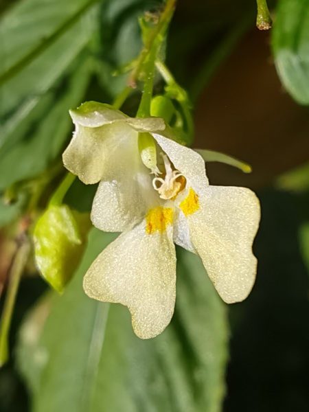 Balsamine à petites fleurs