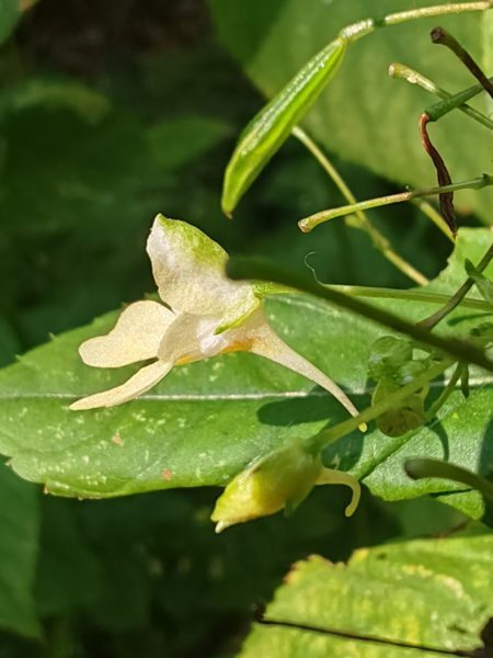 Balsamine à petites fleurs