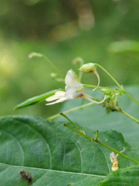 Balsamine à petites fleurs