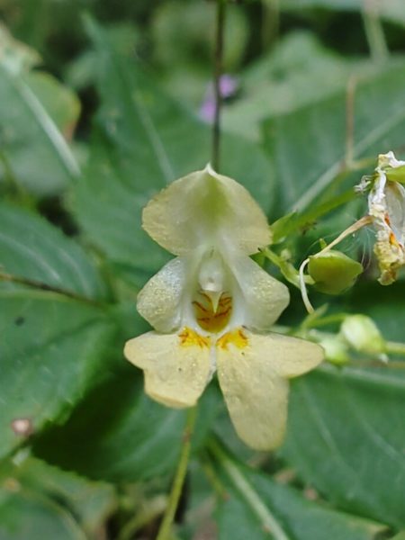 Balsamine à petites fleurs
