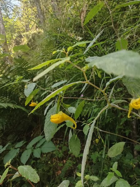 Balsamine des bois