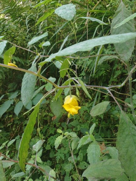 Balsamine des bois