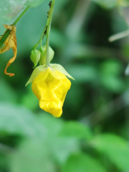 Balsamine des bois