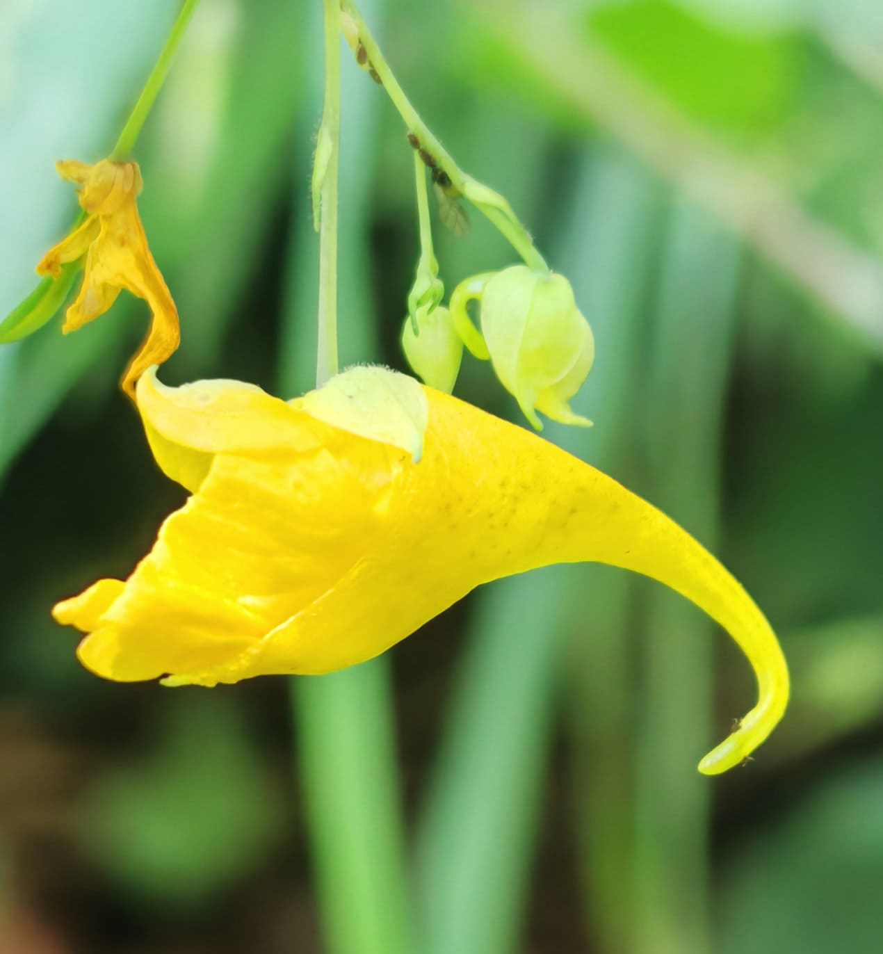 Balsamine des bois