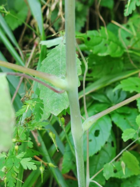 Balsamine des bois