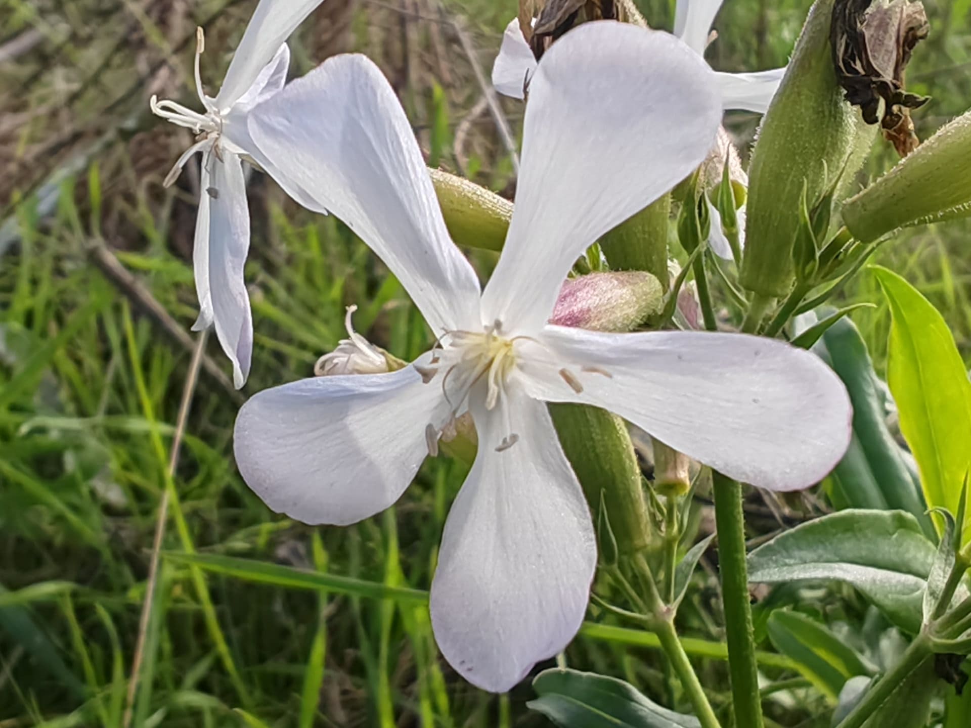 Saponaire officinale