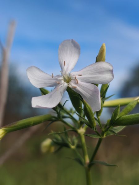 Saponaire officinale