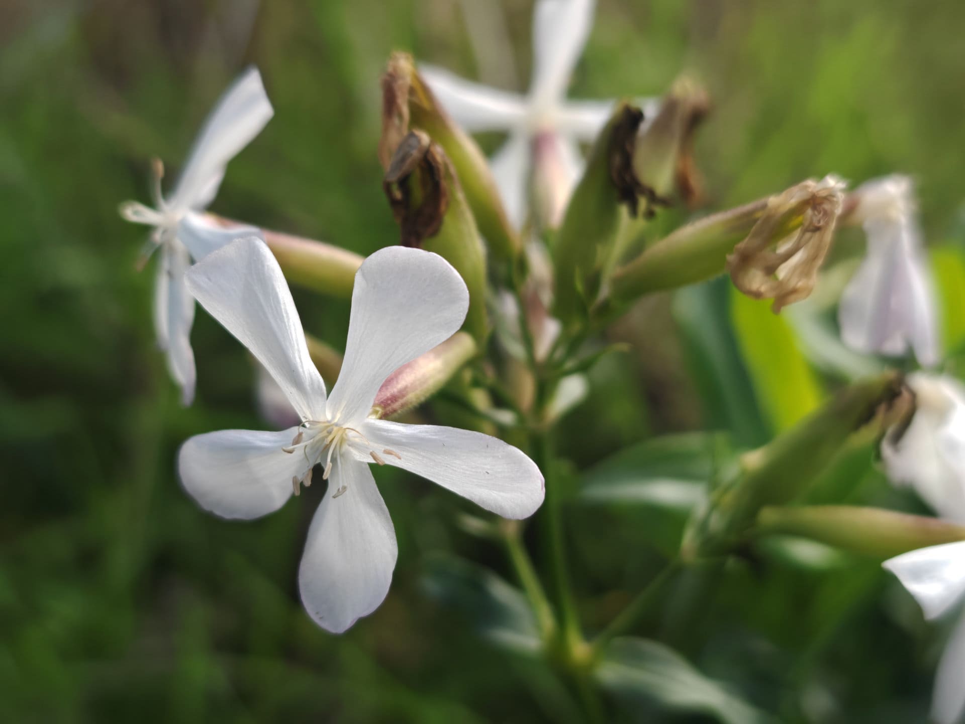 Saponaire officinale